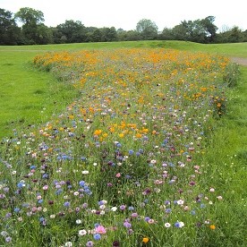 Alison park meadow