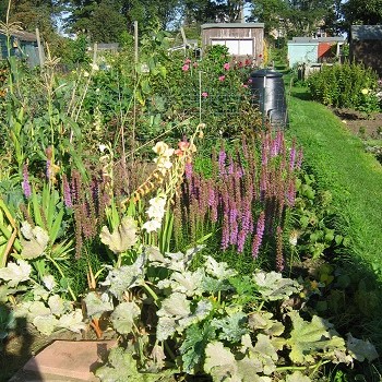 Floral allotment