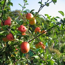 Image of fruit grown on an allotment