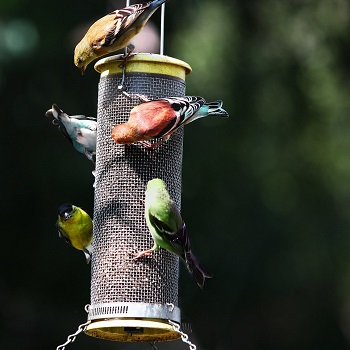 Image of a bird feeder