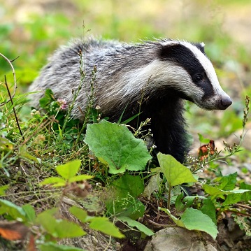 Image of a badger
