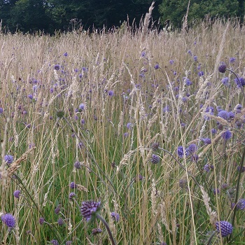 image of a wild grass meadow