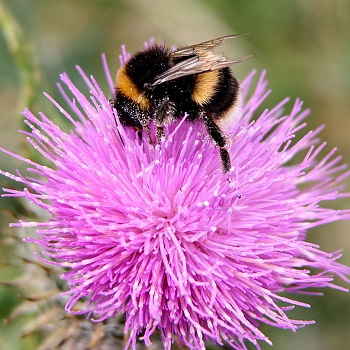 image of a bee on a pink flower