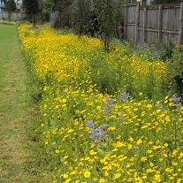 Cairntows park wildflower meadow