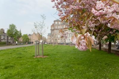 Cherry blossom in Gardner's Crescent