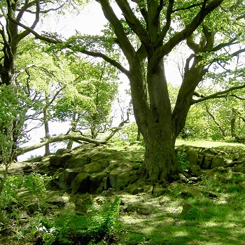 image of woodland on Corstorphine Hill 