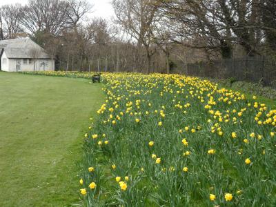 Daffodils in Campbell Park