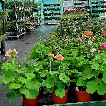 image of geraniums