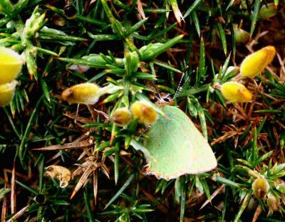 image of a Green hairstreak butterfly