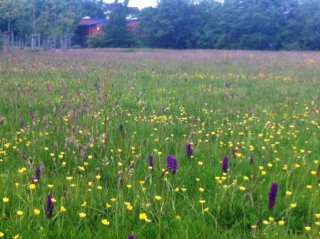 Wild flower meados in Hailes Quarry Park