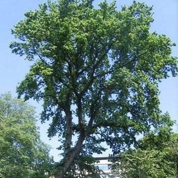 Image of the Original elm tree east princes street gardens