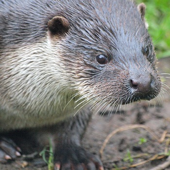 image of an otter