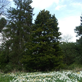Image of the Pinetum at Cammo Local Nature Reserve
