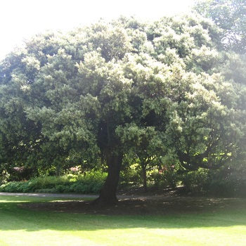 Image of the Quercus ilex in east princes street gardens