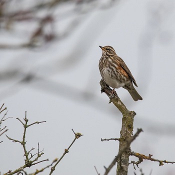 image of a Redwing bird