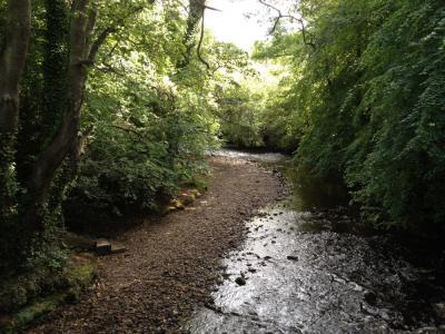 River view in Colinton Dell