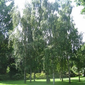 Image of the Robert louis stevenson memorial grove in west princes street gardens