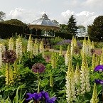 View over lupins to the bandstand