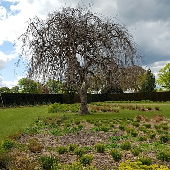 Image of the weeping ash in Saughton Park