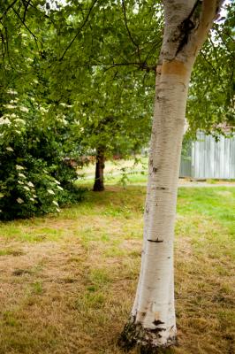 Silver birch in Coates Crescent