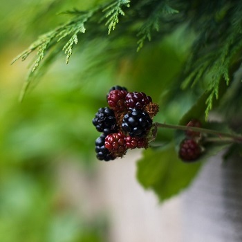Image of summer berries