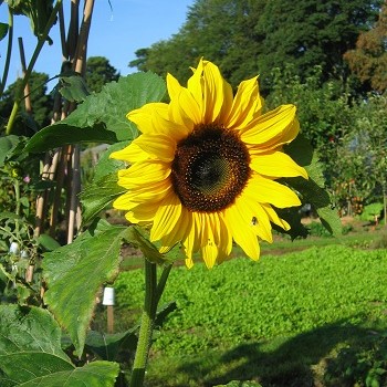 image of sunflower