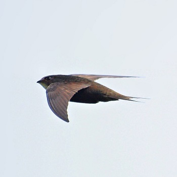 image of a swift