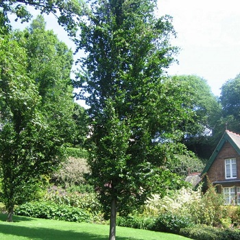 Image of The dawyck beeches