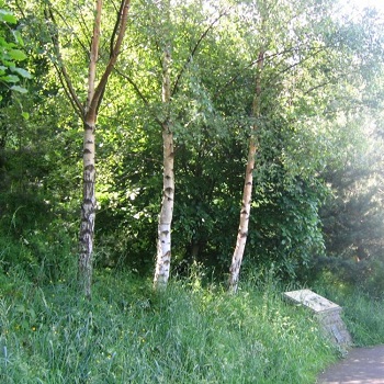 Image of the edinburgh urban forest woodland 