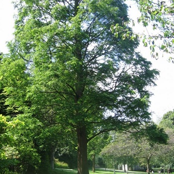 Image of the The northern ireland peace tree in West Princes Street Gardens