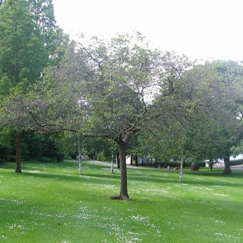 image of the United Nations 40th anniversary tree in West Princes Street Gardens