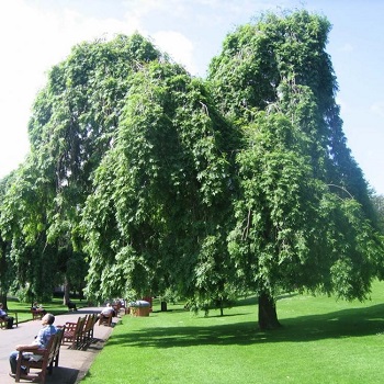 Image of the Weeping Ashes in west princes street gardens