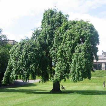 Image of the weeping ash in east princes street gardens 