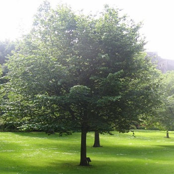 Image of the workers memorial tree in west princes street gardens