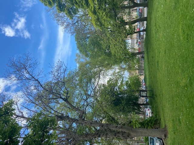 Trees in Bellevue Crescent Gardens