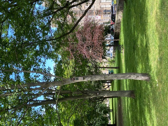 Trees in Gayfield Square