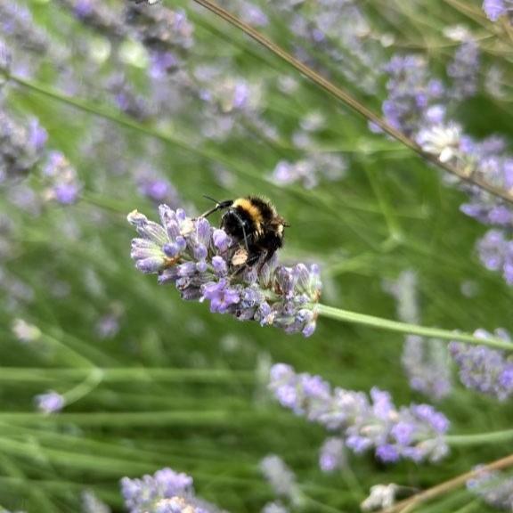 A bumblebee on a flower in eco garden