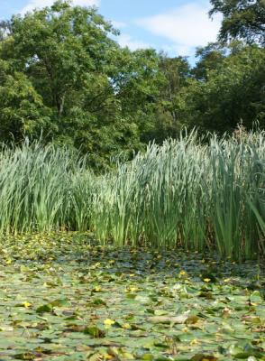 Water lilies in Easter Craiglockhart LNR