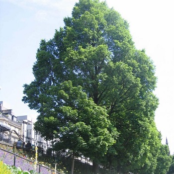 Image of the wheatley elms in west princes street gardens