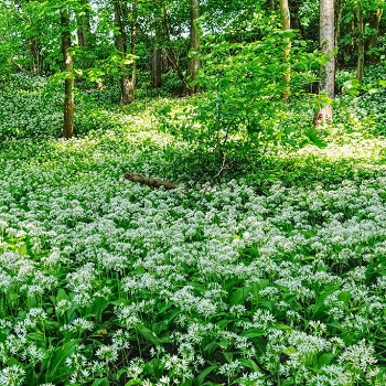 image of wild garlic around a tree