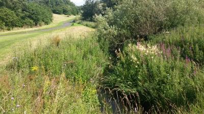 Pathway through Burdiehouse Valley