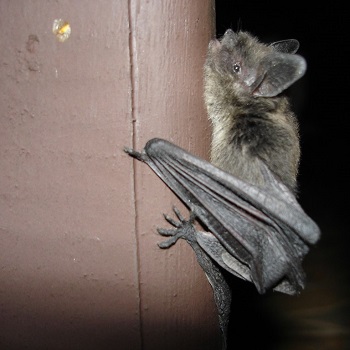 image of a bat