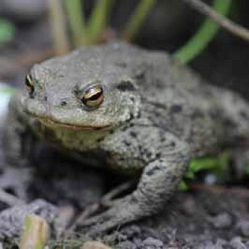 Common toad