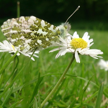 Image of an Orange tip butterfly