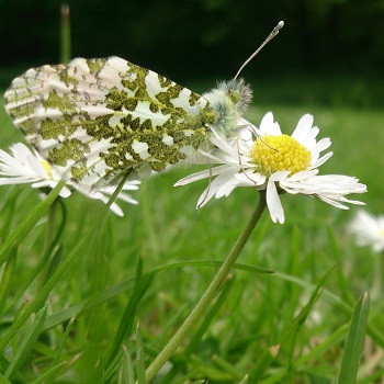 Image of an Orange tip butterfly 