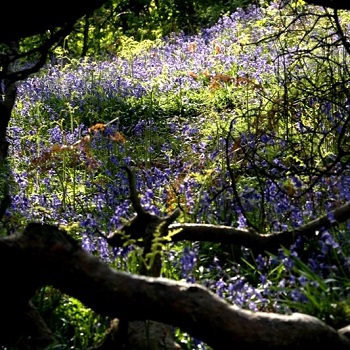 image of Raveslton Woods