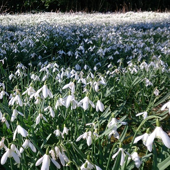 View of Snowdrops