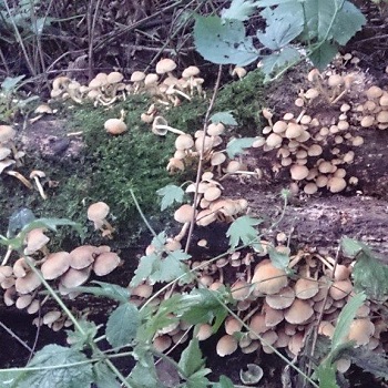 Image of Sulfur fungi