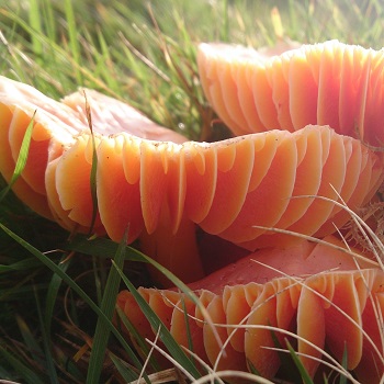 image of a Waxcap the howe fungi